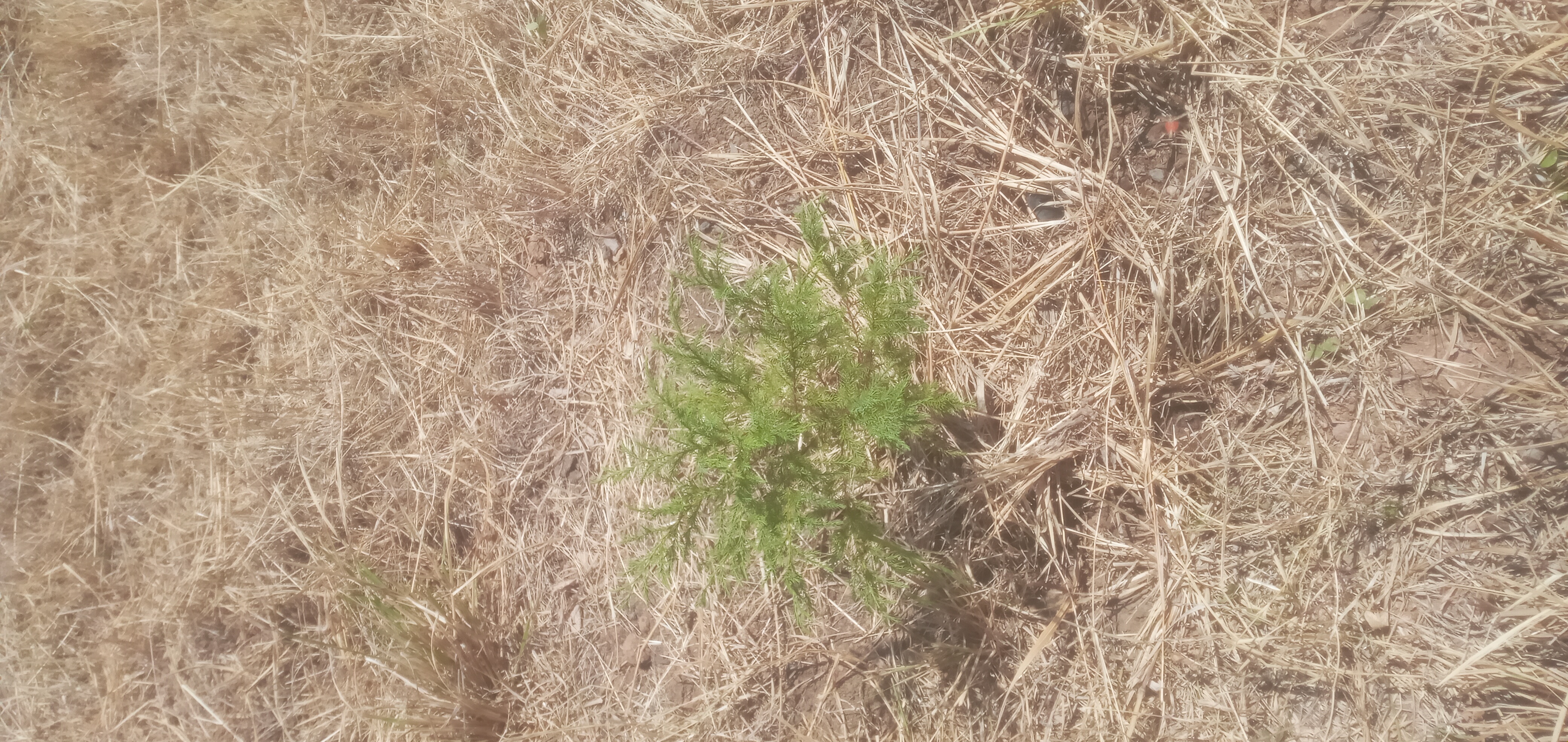 Kenyan Cedar